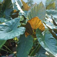 alocasia wentii the hardy elephant ear or dark elephant ears