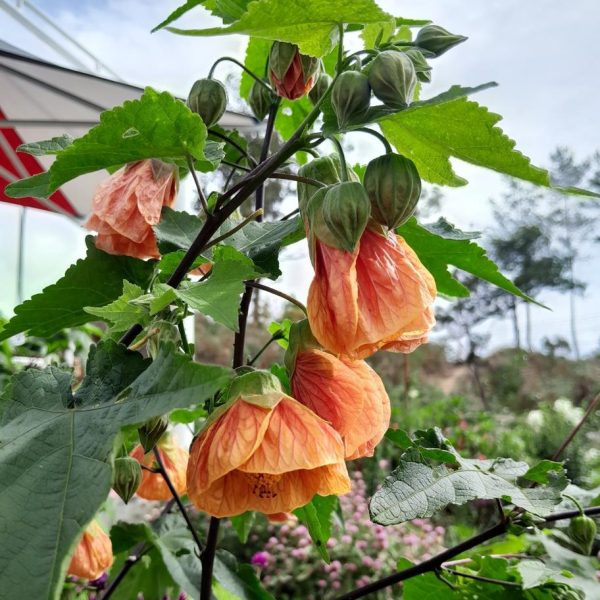 Close-up of orange, bell-shaped Abutilon flowers with green leaves and buds on a plant in a garden. The Abutilon 'Lucky Lantern Tangerine' 6" Pot (Copy) flourishes in its 6" pot. Background shows a canopy, trees, and plants under a cloudy sky.