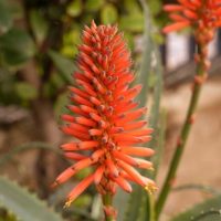 Aloe 'Mighty coral. soft burnt orange red flower spikes