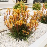 anigozanthos flavidus kangaroo paw frosty yellow