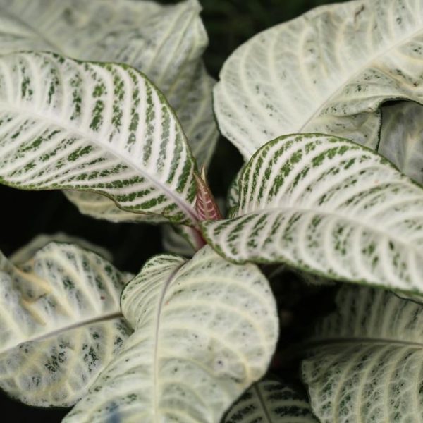 pretty indoor plant aphelandra zebra plant snow white with white and green leaves tropical