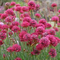 Clusters of vibrant pink Armeria Dreameria sea thrift flowers bloom on tall, slender stalks in an Armeria Dreameria® 'Day Dream' 6" Pot (Copy), creating a Day Dream garden setting.