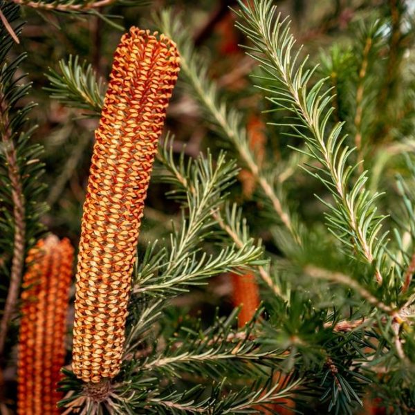 Close-up of a banksia plant showing elongated, cylindrical, orange inflorescences surrounded by green, needle-like leaves.
