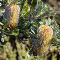 Two large, cylindrical, yellow and white Banksia flowers are surrounded by glossy green leaves in a native bushland setting.