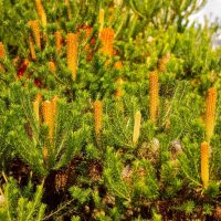 A dense cluster of fir trees featuring numerous cylindrical, orange-yellow flowers extending vertically from their green foliage.