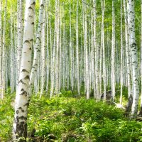 A dense forest of tall, slender birch trees with white bark and green leaves under bright daylight, with lush green undergrowth covering the forest floor.