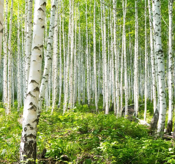 A dense forest of tall, slender birch trees with white bark and green leaves under bright daylight, with lush green undergrowth covering the forest floor.