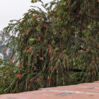 A tree with green leaves and clusters of small red flowers leans over a brick wall. Background includes other trees and a foggy sky.