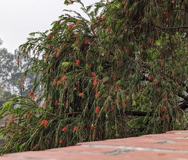 A tree with green leaves and clusters of small red flowers leans over a brick wall. Background includes other trees and a foggy sky.