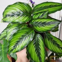 A hand holds a potted plant with large, green striped leaves.