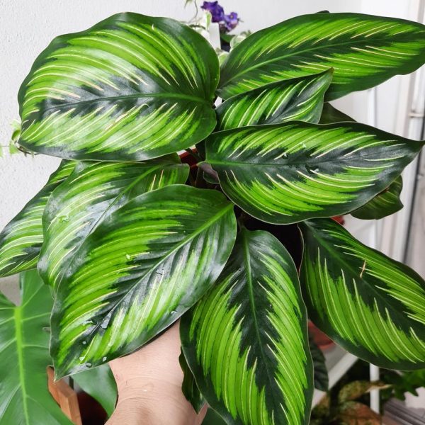 A hand holds a potted plant with large, green striped leaves.