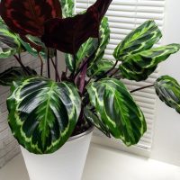 A potted Calathea plant with large, variegated green and purple leaves sits indoors near a window with blinds.