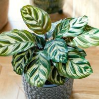 A potted Calathea plant with green and light yellow striped leaves sits on a sunlit wooden floor.