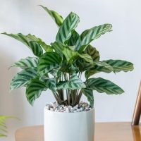 A green potted plant with zebra-patterned leaves sits on a wooden table, with a white pot filled with small pebbles.