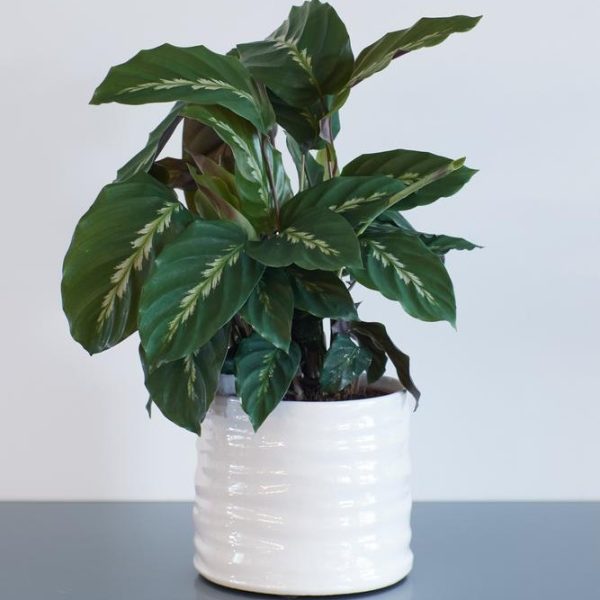 A green leafy houseplant in a textured white pot placed on a grey surface.