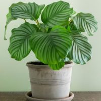 Potted plant with large, green, variegated leaves sits on a brown surface against a light green wall.