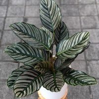 A potted plant with dark green leaves featuring prominent white stripes, placed on a light-colored stand on a tiled floor.