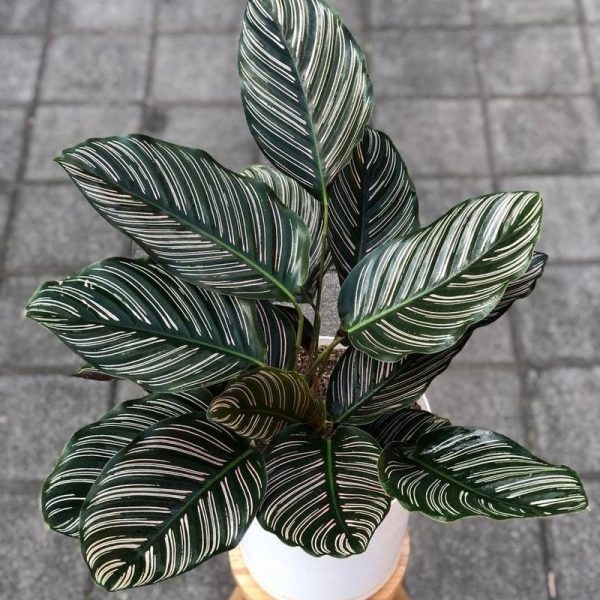 A potted plant with dark green leaves featuring prominent white stripes, placed on a light-colored stand on a tiled floor.