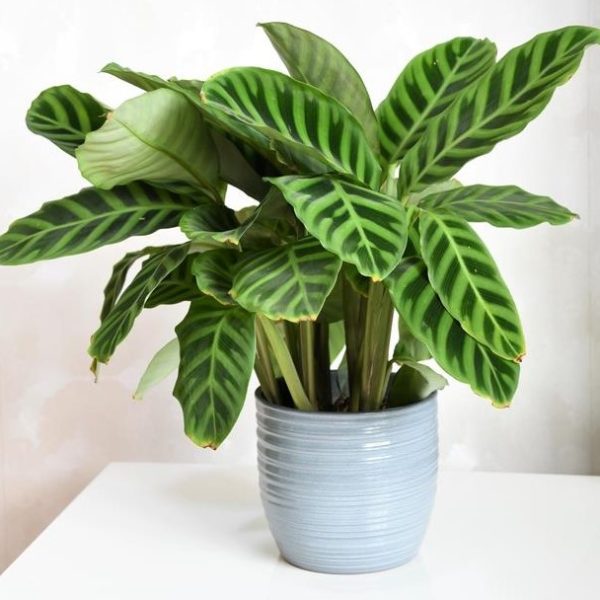 A potted plant with large, dark green leaves featuring lighter green stripes, placed on a white surface.