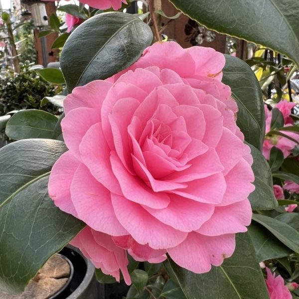 A close-up of a pink camellia flower in full bloom, surrounded by green leaves.