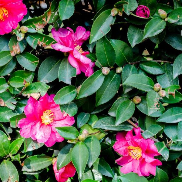 Camellia sasanqua 'Paradise® Sandra' 8" Pot features bright pink flowers and buds nestled among glossy green leaves on a dense shrub.