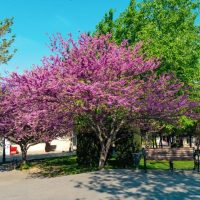 A park with blooming pink trees, a bench, and a path on a sunny day.