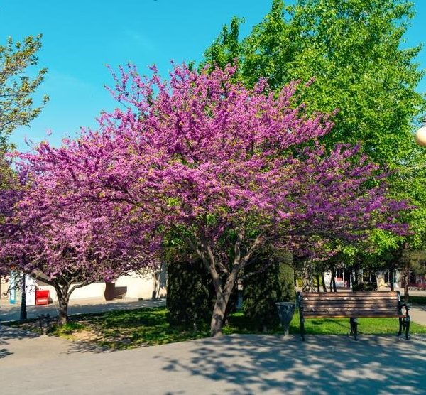 A park with blooming pink trees, a bench, and a path on a sunny day.