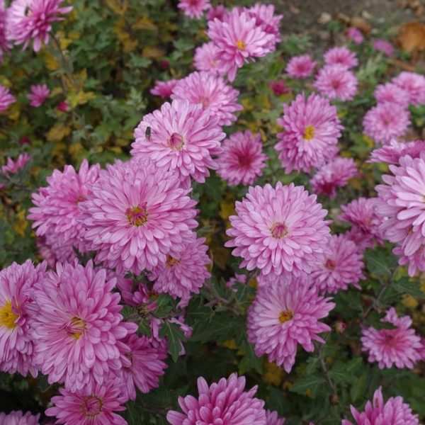 chrysanthemum double pink garden mums