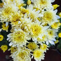 garden mum double yellow chrysanthemum flowers