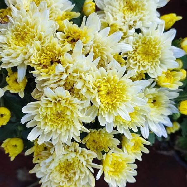 garden mum double yellow chrysanthemum flowers