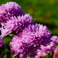 Chrysanthemum multiflora 'Double Purple fluffy cottage style daisy flowers