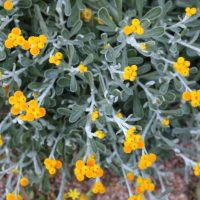 Close-up of a Chrysocephalum 'Silver Sunburst' 6" Pot with green leaves and clusters of small, bright yellow flowers. The flowers are spread out evenly across the plant, with some soil visible in the background.