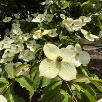 Close-up of cream-coloured dogwood flowers in bloom with green leaves and blossoms, featuring Betula 'Summer Cascade' PBR River Birch 13" Pot foliage and mulch in the background.