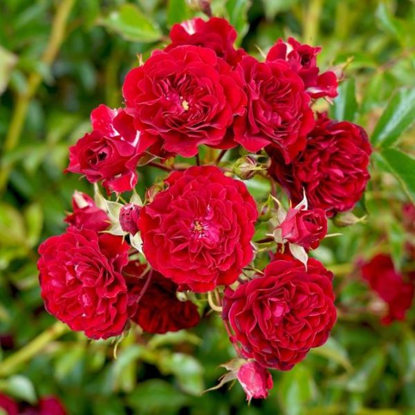 A cluster of vibrant red roses in full bloom, known as the Rose 'Veterans Honour®' Bush Form (Copy), surrounded by lush green leaves, exemplifies a stunning bush form.