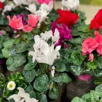 Assorted colorful Cyclamen 'Halios® Mix' 6" Pot plants, with vibrant pink, red, and white flowers and patterned green leaves, displayed for sale.