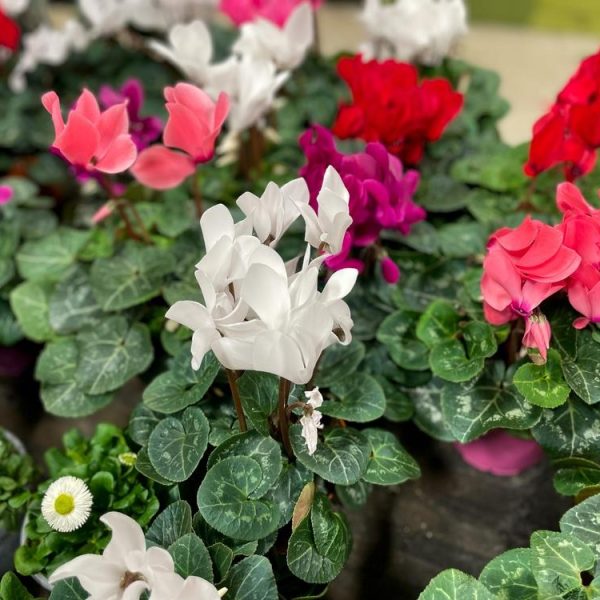 Assorted colorful Cyclamen 'Halios® Mix' 6" Pot plants, with vibrant pink, red, and white flowers and patterned green leaves, displayed for sale.