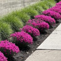 A row of bright pink Dianthus 'Sugar Plum Raspberry' 6" Pot flowers lines the edge of a concrete path, with green grass growing alongside a tall concrete wall in the background. Each plant displays vibrant hues reminiscent of Sugar Plum Raspberry.