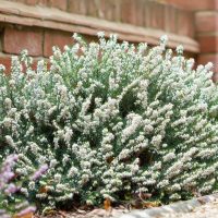 Erica melanthera 'Improved' White 6" Pot is growing beside a brick wall and surrounded by gravel.