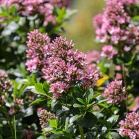 Close-up of a vibrant garden with clusters of blooming pink flowers and lush green foliage on a bright sunny day, featuring an Escallonia 'Gold Ellen' 6" Pot (Copy) thriving in its 6" pot.
