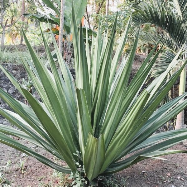 Large green sisal plant with long, spiky leaves growing in a tropical garden setting. Furcraea bedinghausii