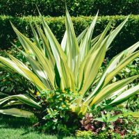 Variegated agave plant with yellow and green leaves, surrounded by smaller green shrubs and plants, set against a manicured lawn. Furcraea foetida mauritius hemp