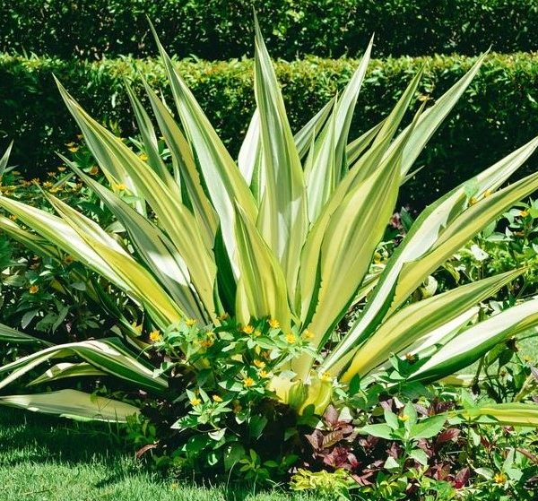 Variegated agave plant with yellow and green leaves, surrounded by smaller green shrubs and plants, set against a manicured lawn. Furcraea foetida mauritius hemp