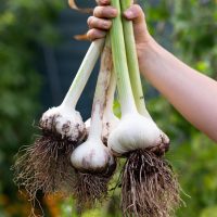 allium A hand holds up four freshly harvested Allium 'Sicilian Red' Garlic 4" Pot (Copy) bulbs with long stems and roots, against a blurred green background.