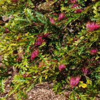Close-up of a bushy Grevillea 'Amazing Grace' PBR 8" Pot plant with green leaves and clusters of small, bright pink flowers. The plant is situated in a sunlit, mulched garden area, thriving beautifully in its 8" pot.