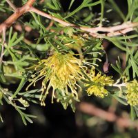 Close-up of a Grevillea 'Lemon Supreme', displaying its distinctive yellow spider-like flowers and narrow, needle-like leaves.