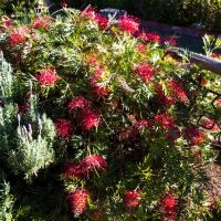 A dense bush with long, narrow green leaves and numerous red flowers blooms in a garden, with a wooden fence and lawn in the background.