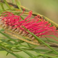 Close-up of a Grevillea 'Red Hooks' (Copy) flower with bright pink styles and yellow-tipped stigmata, surrounded by green needle-like foliage.