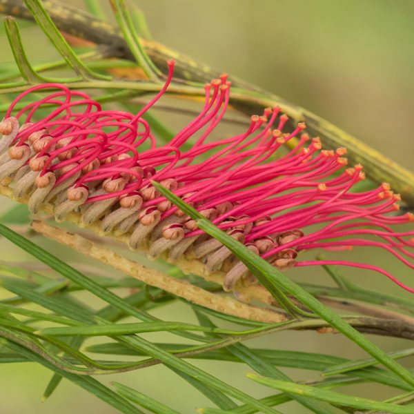 Close-up of a Grevillea 'Red Hooks' (Copy) flower with bright pink styles and yellow-tipped stigmata, surrounded by green needle-like foliage.