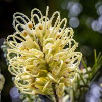 Close-up of a Grevillea lutea 'Yellow Woolly' Grevillea 6" Pot with delicate, curled petals and water droplets, set against a blurred, green background.