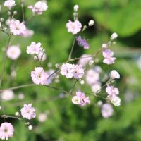 Close-up of delicate pink Gypsophila 'Gypsy Deep Rose' Baby's Breath 4" Pot flowers, also known as Gypsophila, on thin stems with a blurred green background, perfectly sized for a 4" pot.